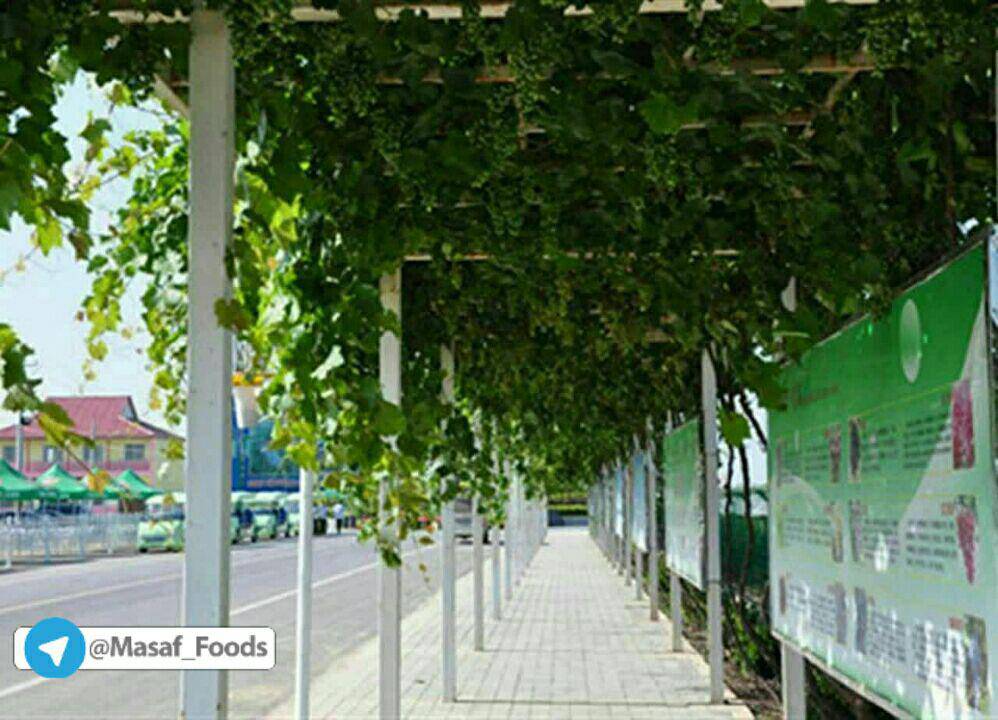 کاشت درختان مثمر در خیابانها و معابر شهرهای اروپایی و استرالیا